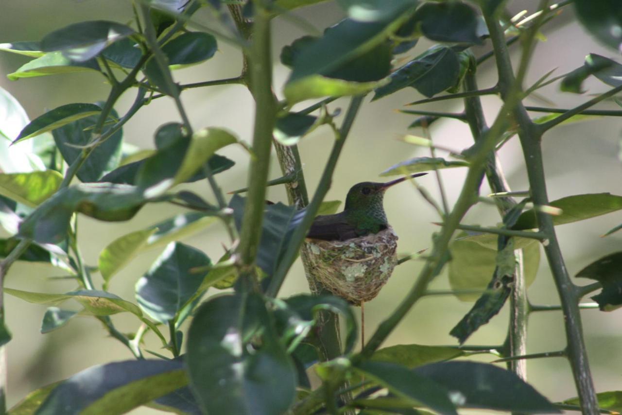 El Toucan Loco Floating Lodges Tierra Oscura 外观 照片